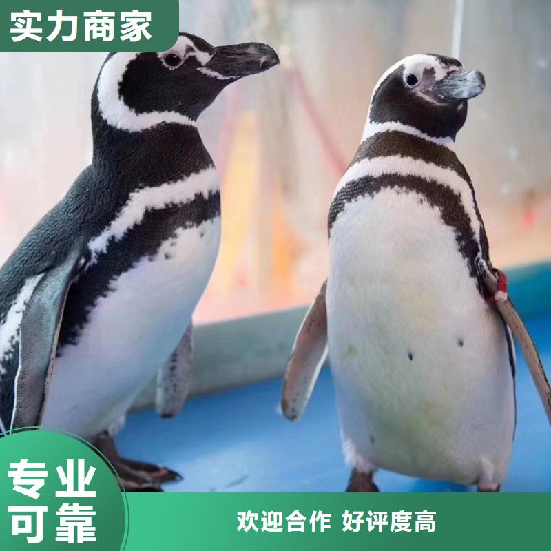 海洋主题动物表演【海狮表演出租】价格美丽