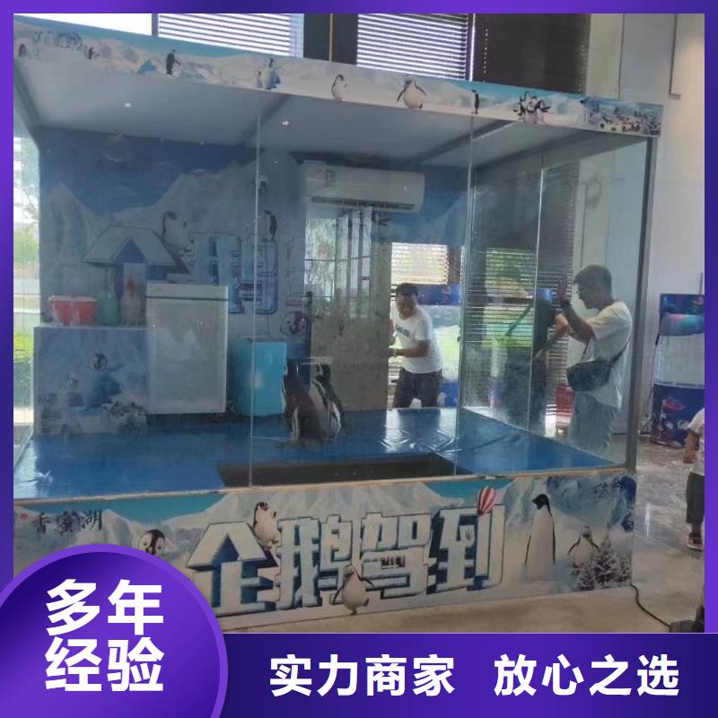 【海洋主题动物表演】海狮表演出租专业品质