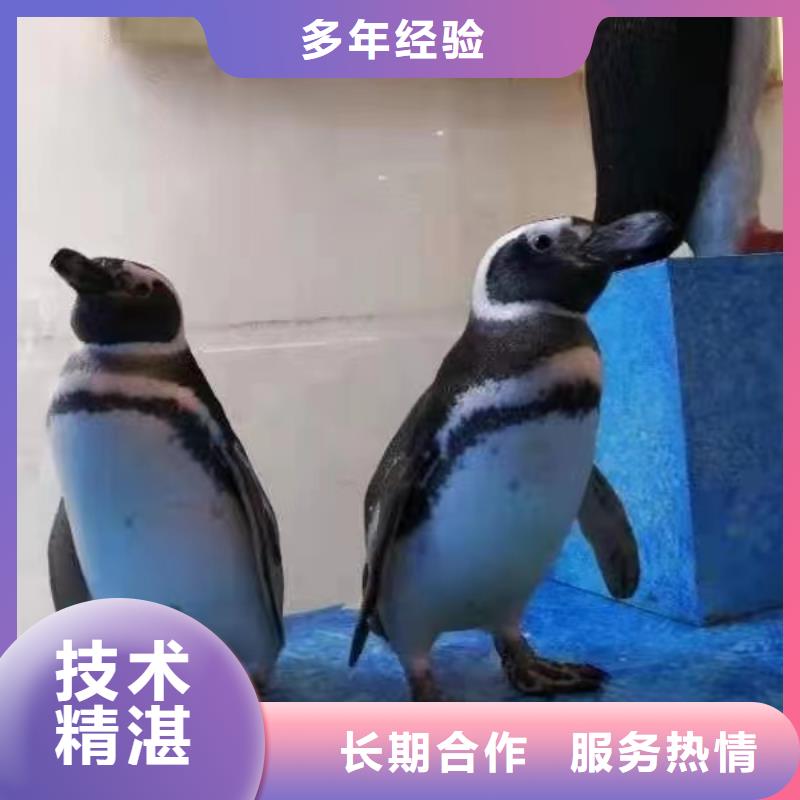 海洋主题动物表演鹦鹉表演服务至上
