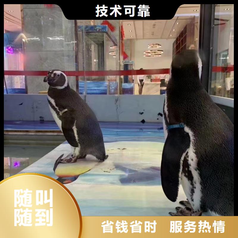 企鹅租赁