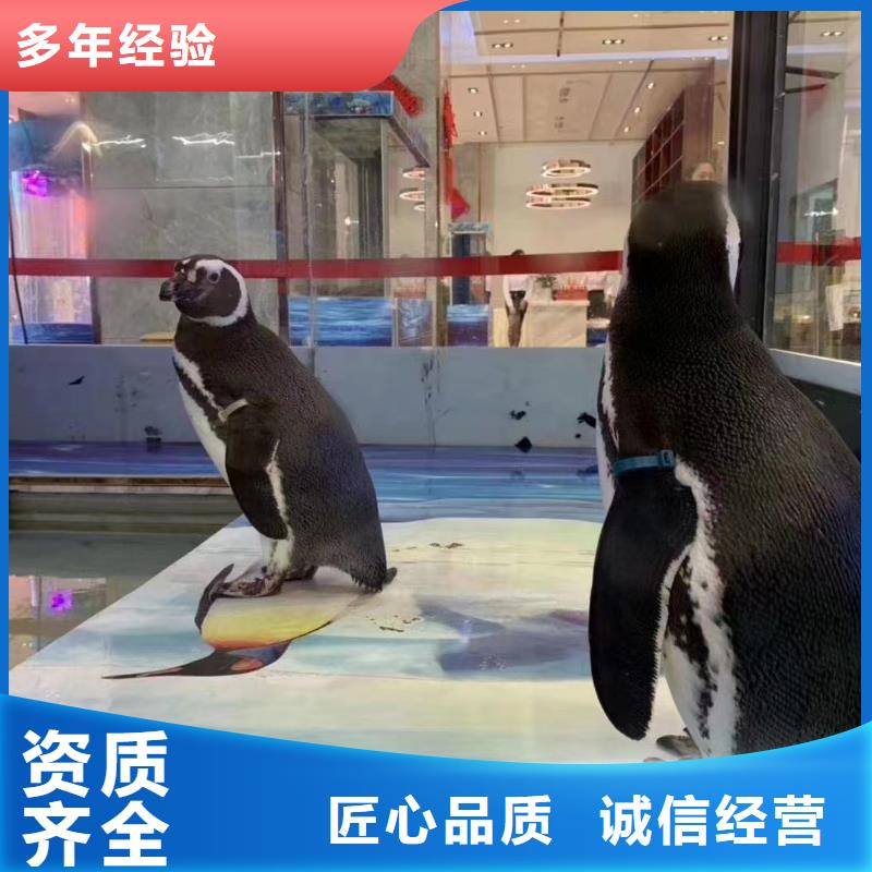 【海洋主题动物表演】表演羊驼租赁一站式服务