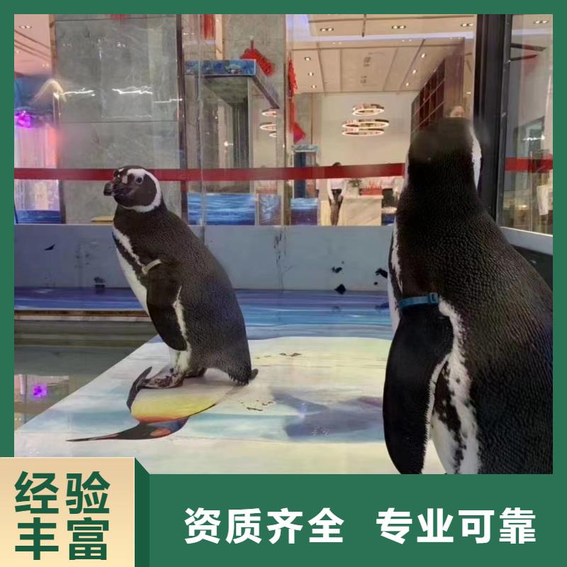 【海洋主题动物表演,出租表演萌宠匠心品质】