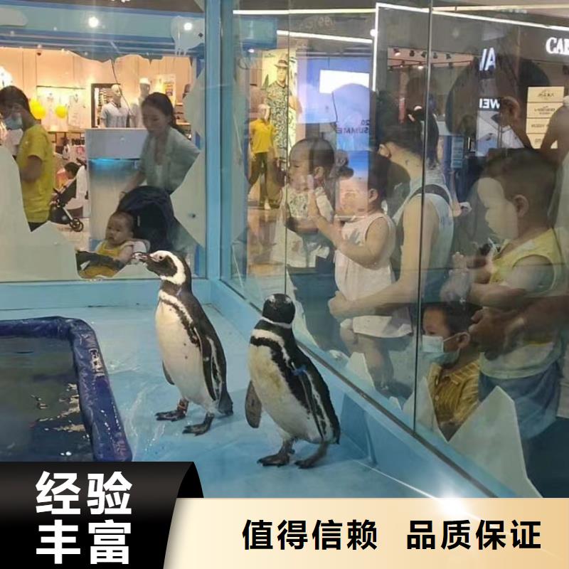 海洋主题动物表演海狮表演出租解决方案