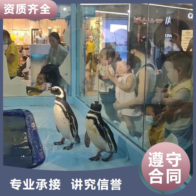 海洋主题动物表演羊驼出租注重质量