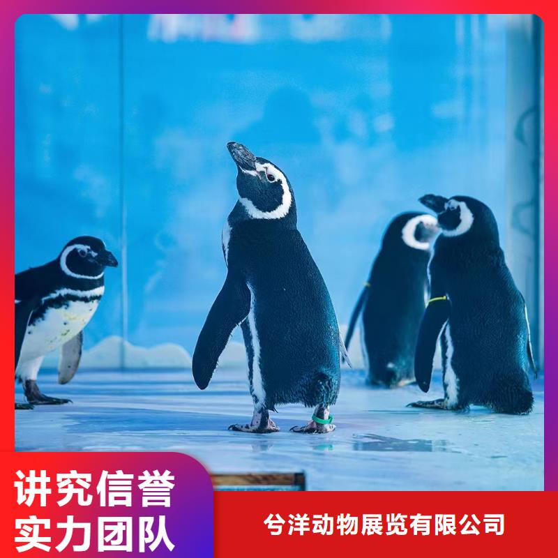 海洋主题动物表演海狮表演出租良好口碑