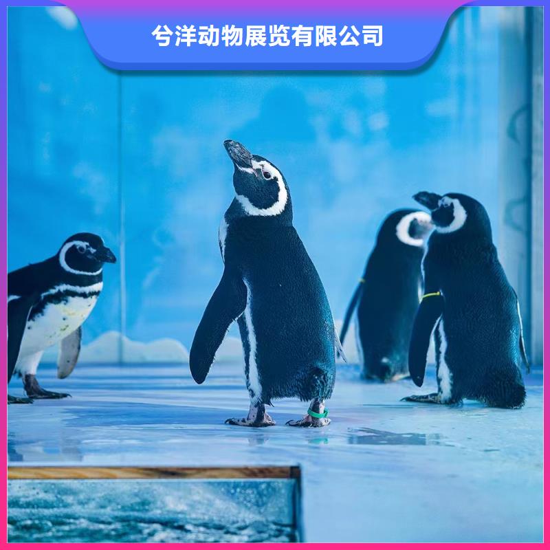 海洋主题动物表演小马戏出租服务至上
