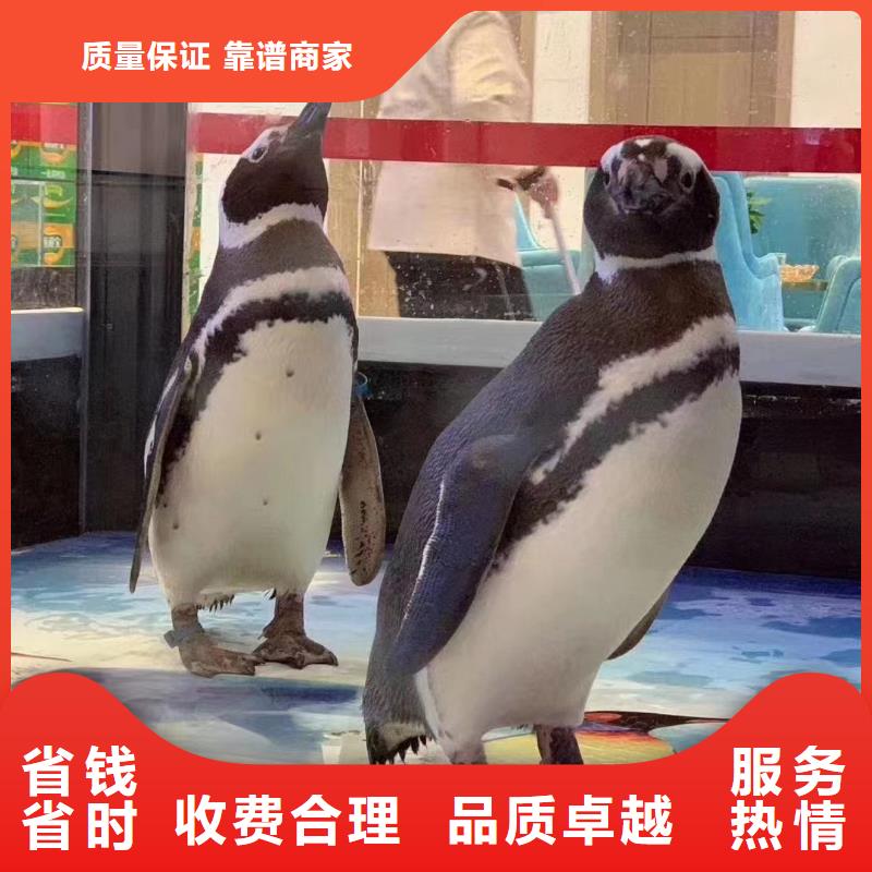 海洋主题动物表演【海狮表演出租】多年行业经验