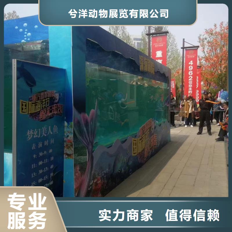 海洋主题动物表演海狮表演出租案例丰富