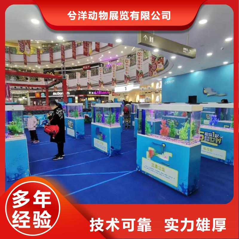 海洋主题动物表演_表演羊驼租赁放心之选