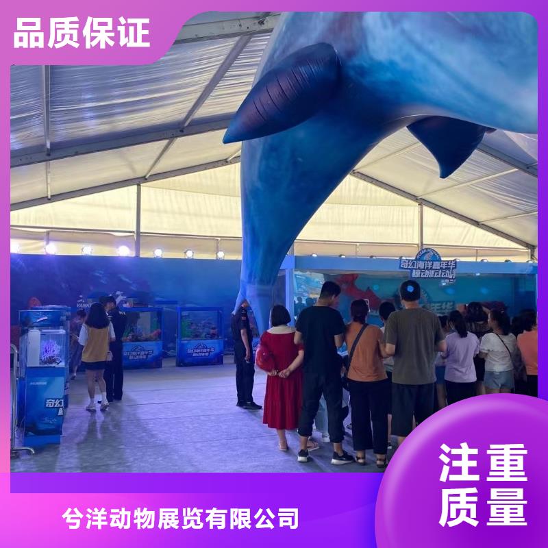 海洋主题动物表演-海狮表演出租高性价比