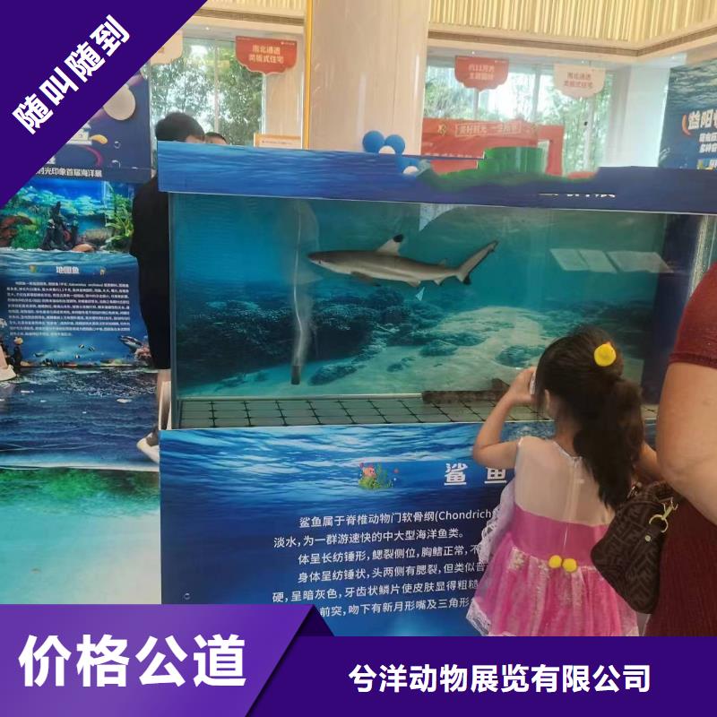 海洋主题动物表演_【海狮表演租赁】一对一服务