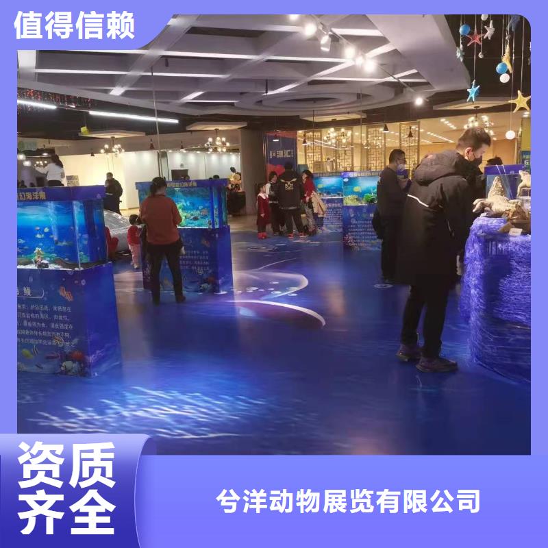 海洋主题动物表演 美人鱼表演实力团队