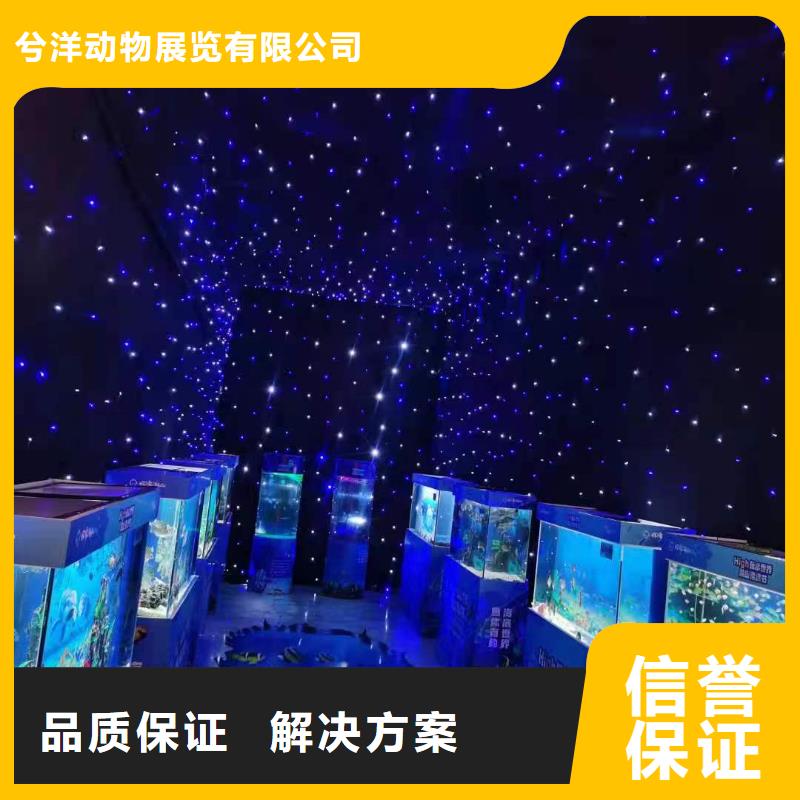 海洋主题动物表演,【海狮表演出租】价格美丽