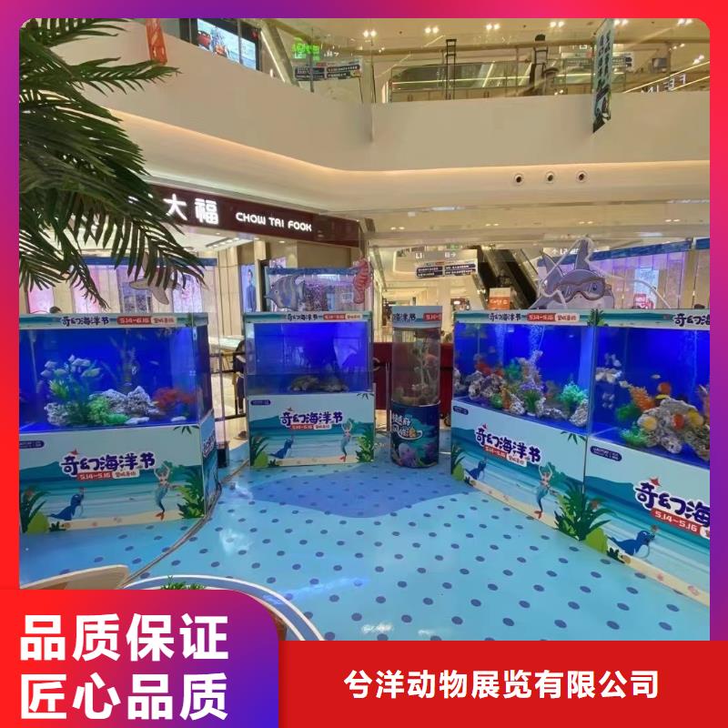 海洋主题动物表演 美人鱼表演实力团队