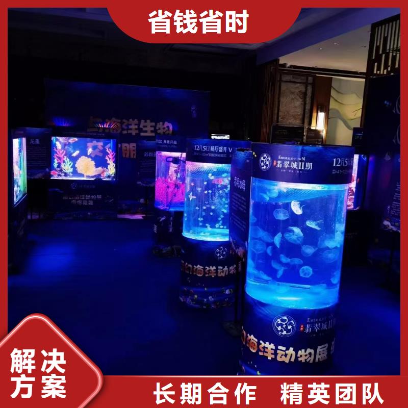 海洋主题动物表演海狮表演出租多年经验