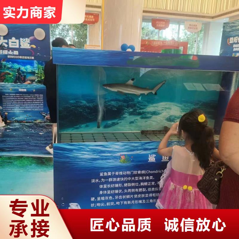 海洋主题动物表演海狮表演出租注重质量