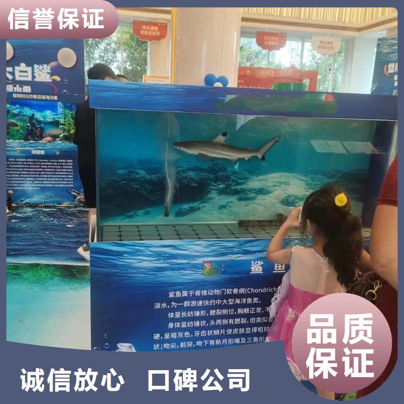 海洋主题动物表演-海狮表演出租实力公司