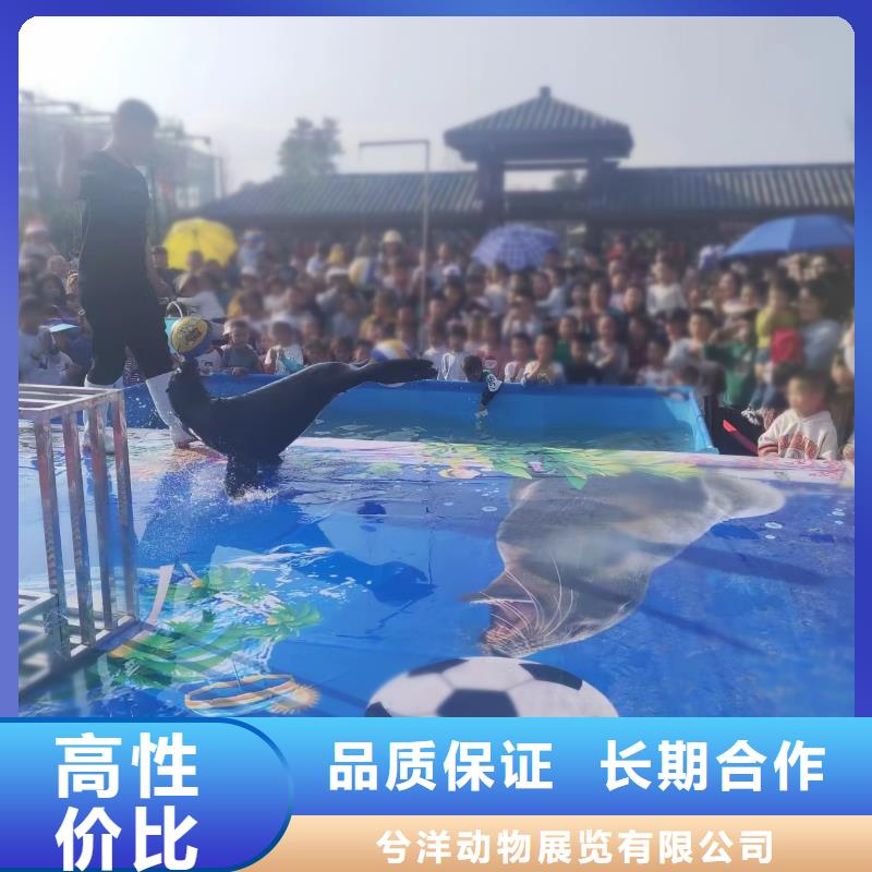 海洋主题动物表演,【马戏团表演出租租赁】口碑商家
