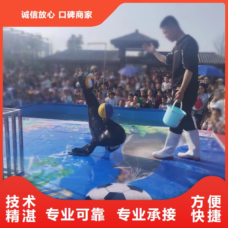 海洋主题动物表演鹦鹉表演经验丰富
