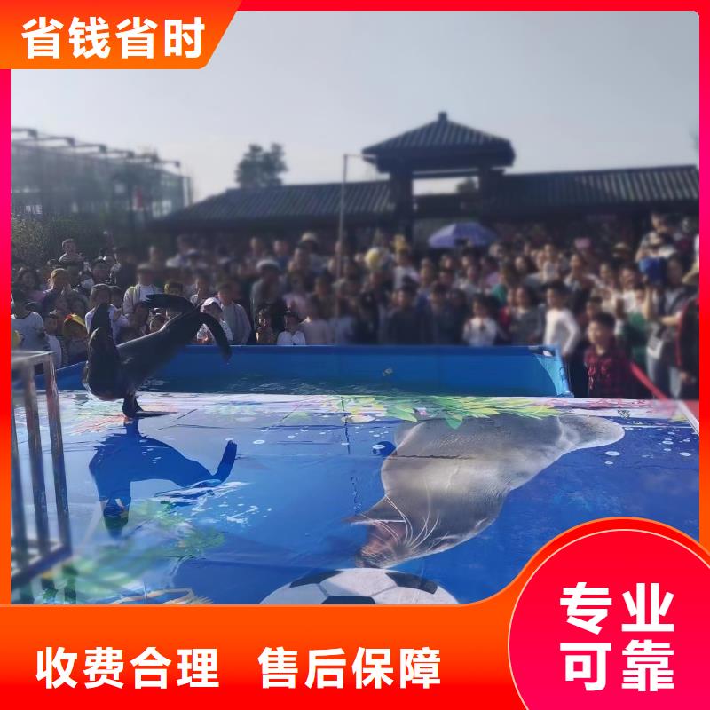 海洋主题动物表演_表演羊驼租赁放心之选