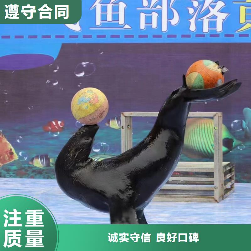 海洋主题动物表演,马戏团表演实力团队