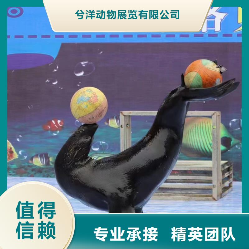 海洋主题动物表演死轮表演良好口碑