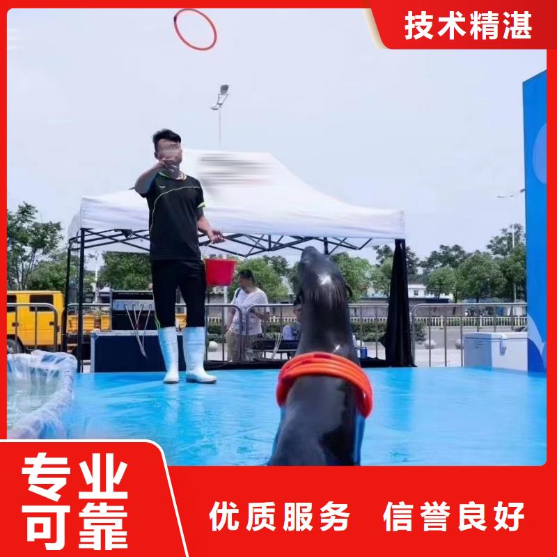 海洋主题动物表演杂技表演租赁服务专业承接