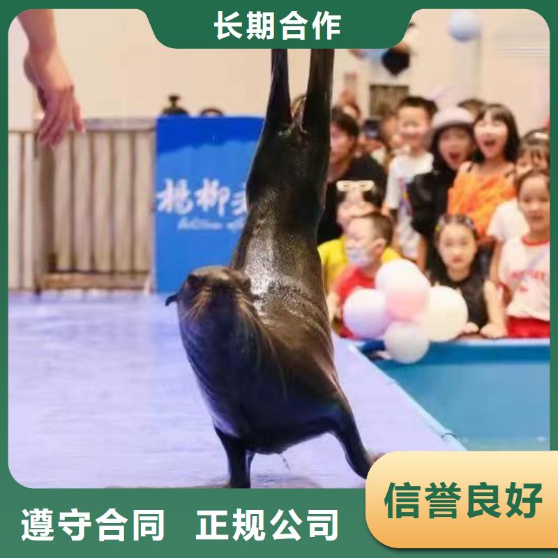 海洋主题动物表演出租马戏表演比同行便宜