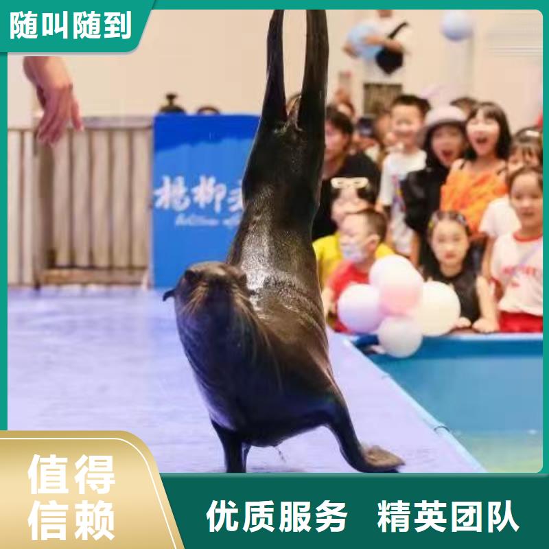 【海洋主题动物表演】-海洋展租赁质量保证兮洋出租羊驼