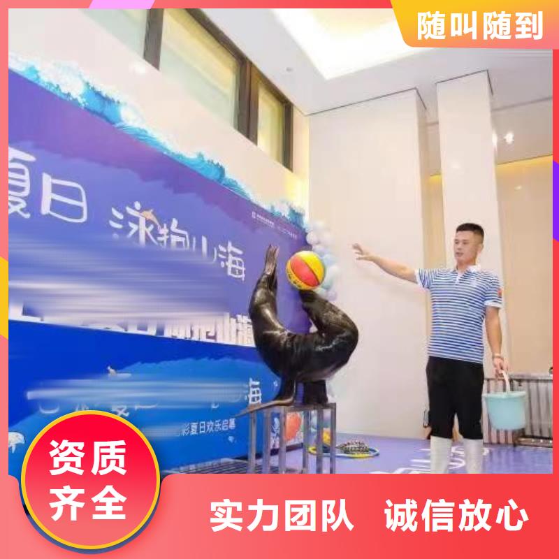 海洋主题动物表演企鹅租赁技术成熟