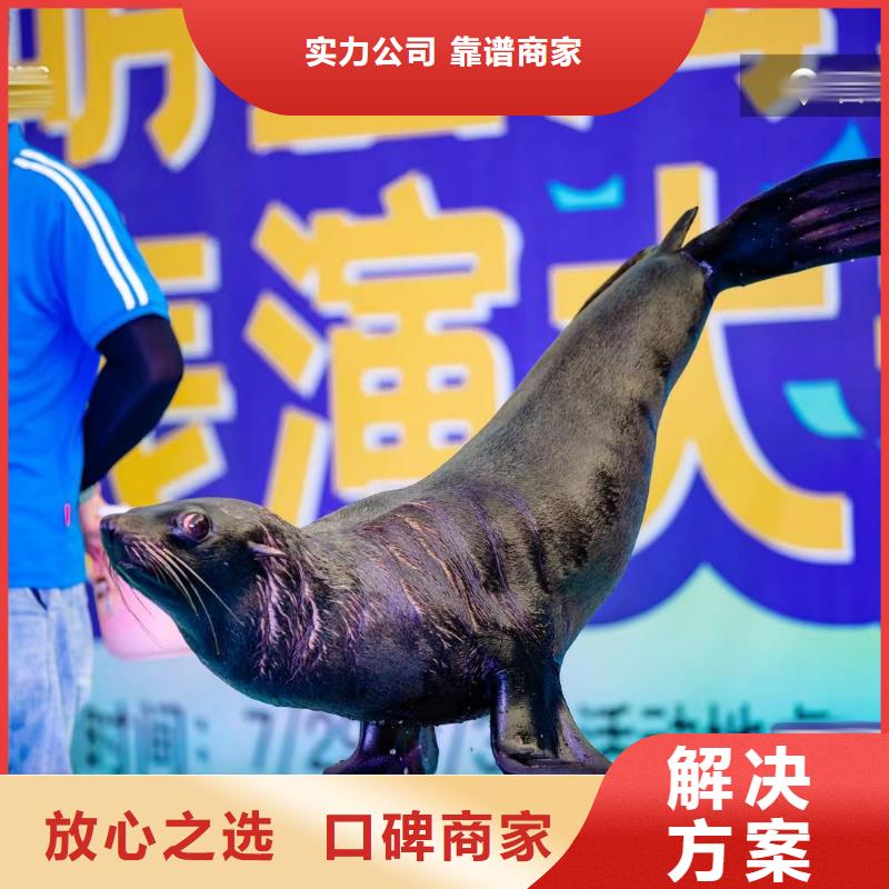 海洋主题动物表演 景区杂技表演省钱省时