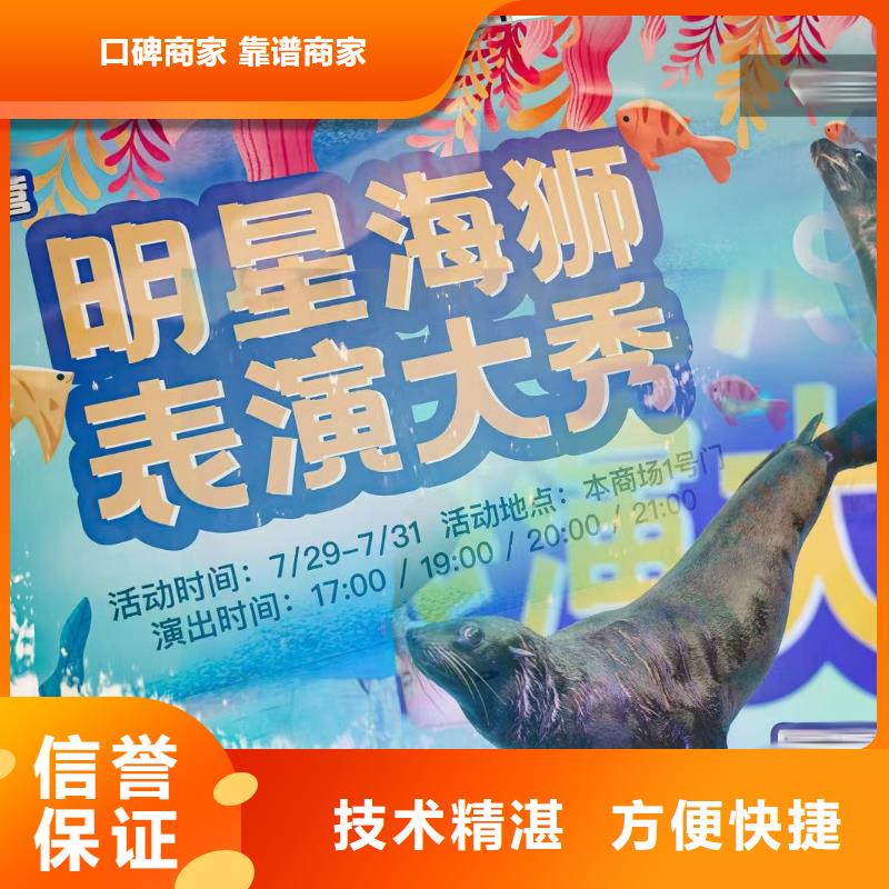 海洋主题动物表演海狮表演出租技术精湛