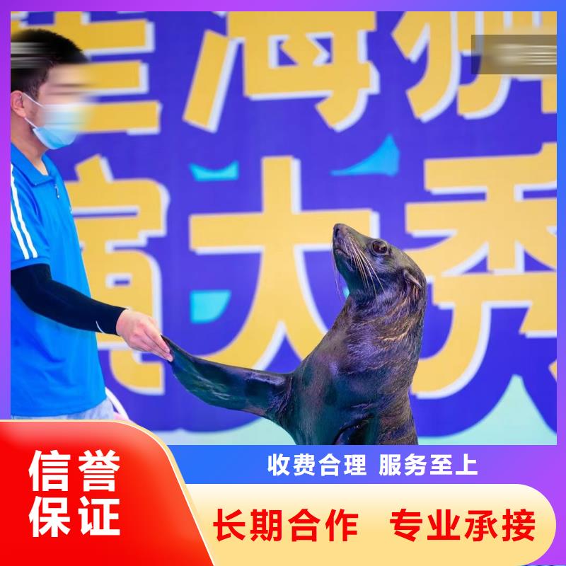 海洋主题动物表演_海狮表演出租资质齐全