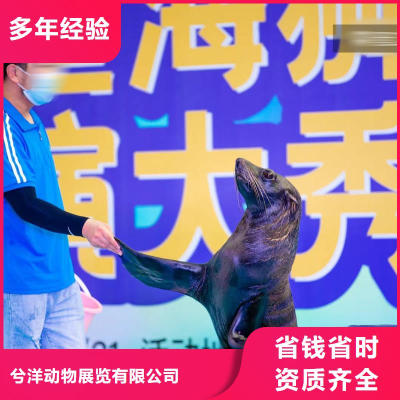 海洋主题动物表演鹦鹉表演品质服务