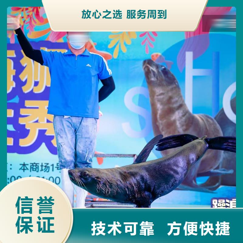 海洋主题动物表演羊驼表演信誉良好