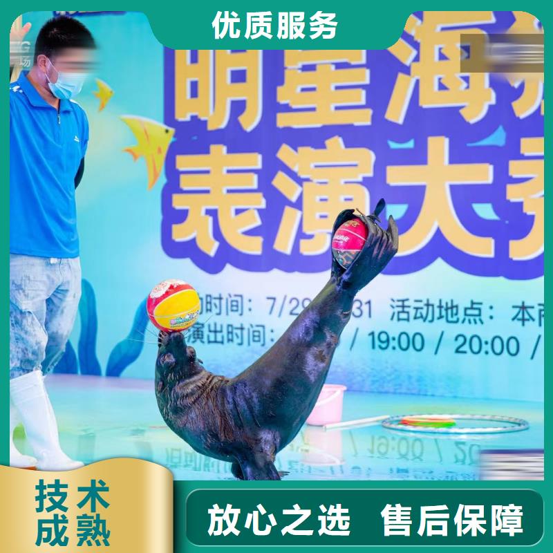 海洋主题动物表演,海狮表演出租专业团队