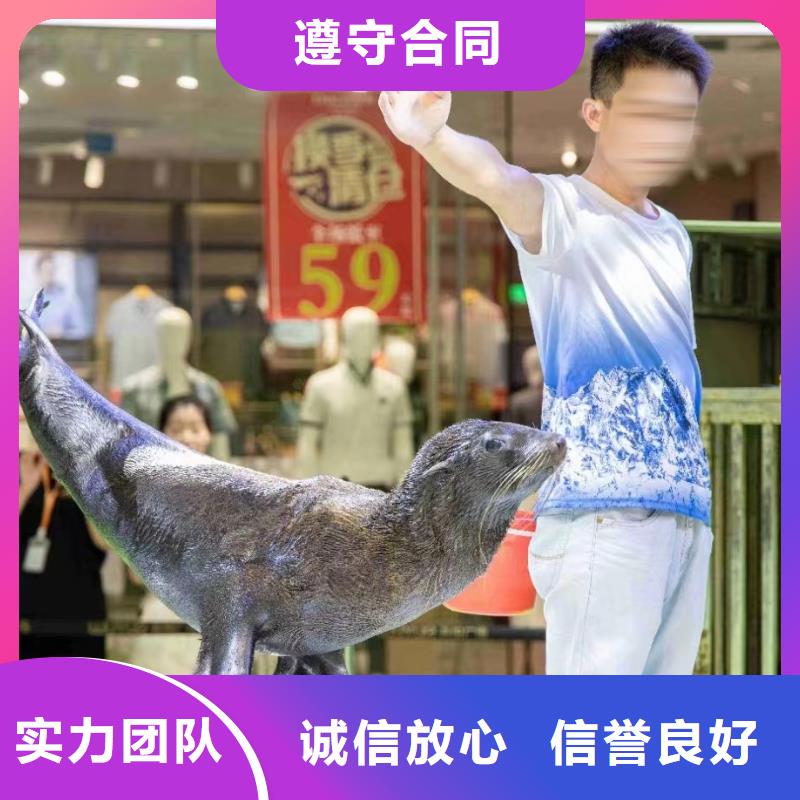 海洋主题动物表演-【海狮表演】技术好