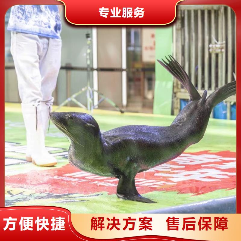海洋主题动物表演-海豚表演有实力