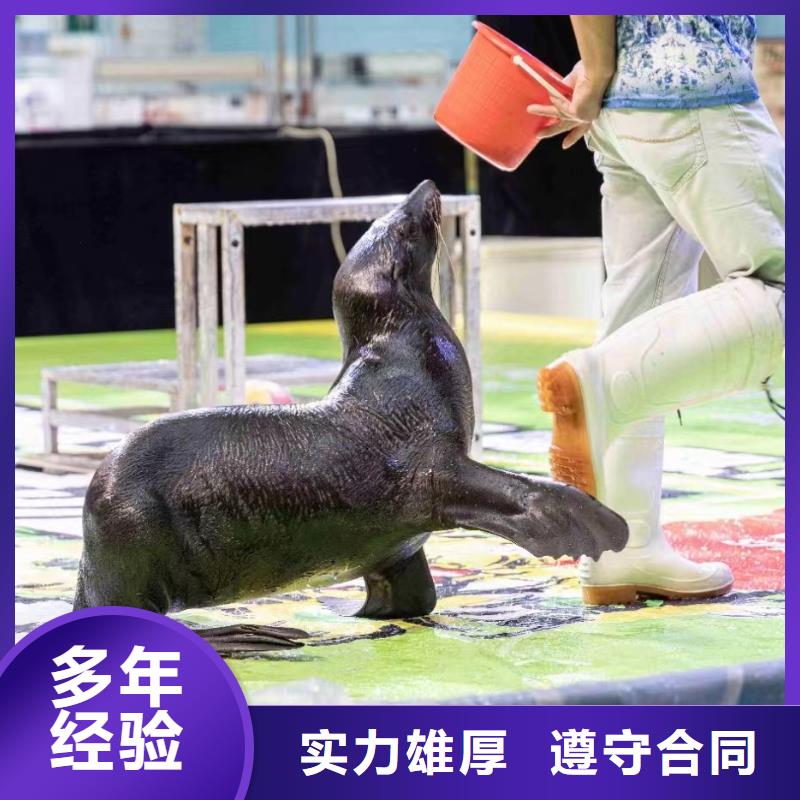 海洋主题动物表演_表演羊驼租赁放心之选