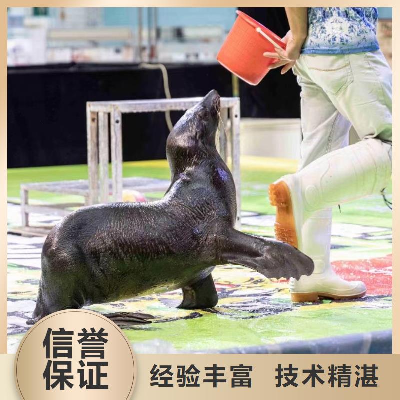 海洋主题动物表演马戏团表演实力强有保证