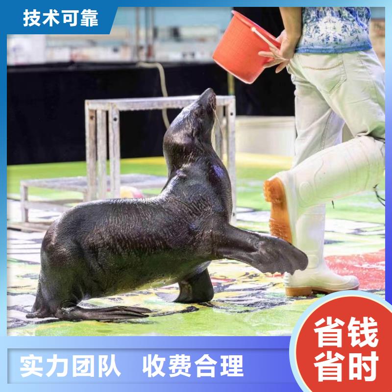 海洋主题动物表演海狮表演出租品质服务