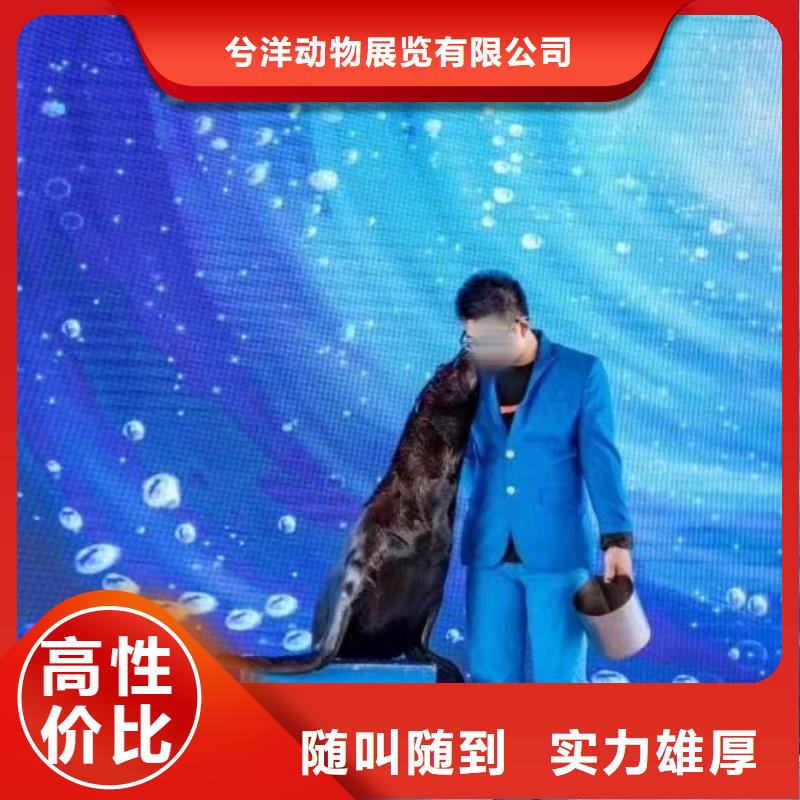 海洋主题动物表演【海狮表演出租】多年行业经验