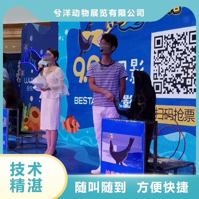 【海洋主题动物表演】【活体羊驼租赁】2025公司