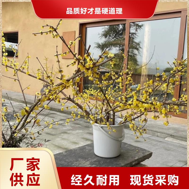 仿夯土漆价格#仿夯土稻草漆#艺术涂料厂家#农家小院改造