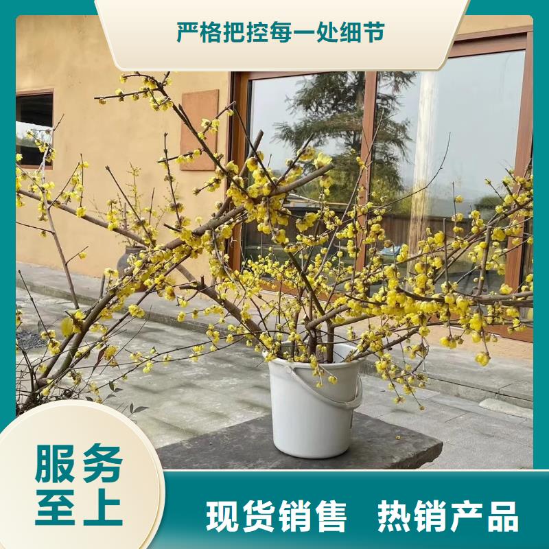 仿夯土漆多少钱#内外墙稻草漆#民宿改造#乡村建设