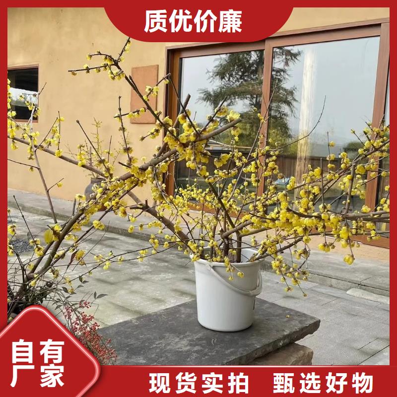 仿夯土外墙漆施工#内外墙稻草漆#民宿改造#乡村建设