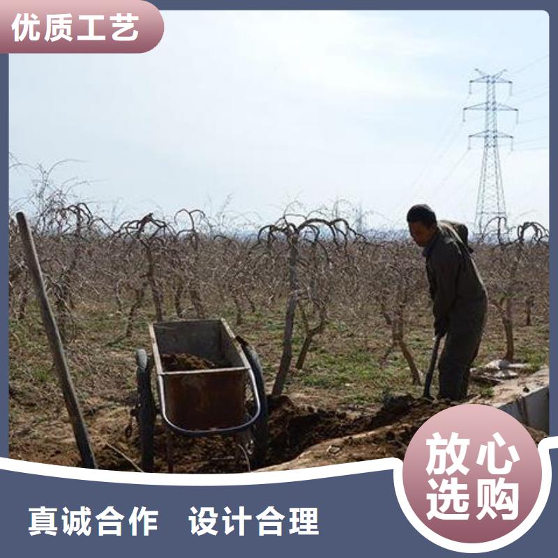 干鸡粪质量过硬