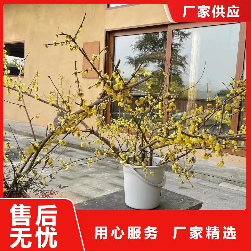 【 稻草漆艺术漆马来漆来图加工定制】华彩稻草漆厂家