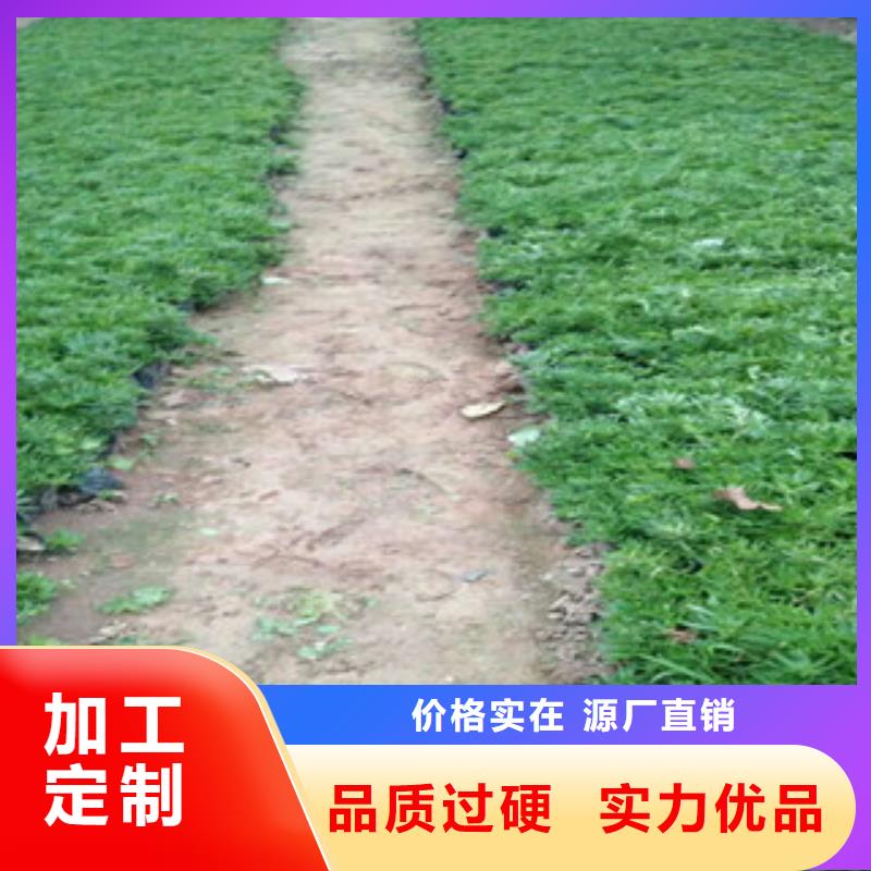 时令草花鲁冰花/粉黛乱子草好品质用的放心