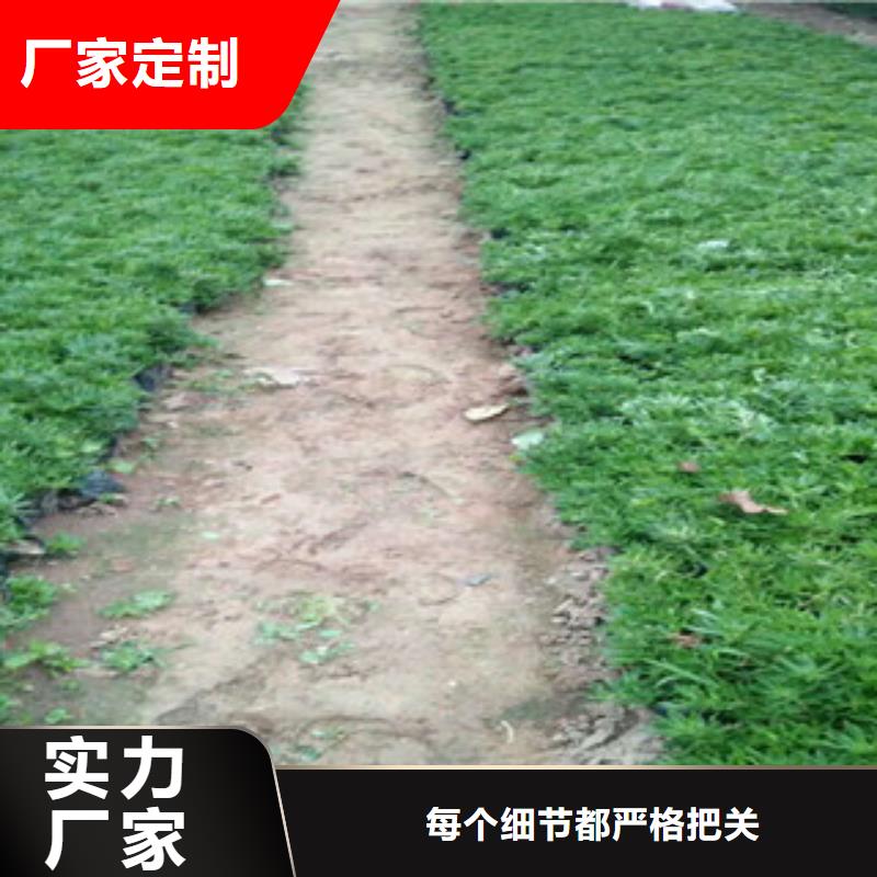 时令草花耐寒耐旱草花基地用心制作